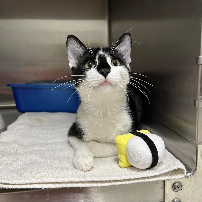 A young medium-sized male Black & White / Tuxedo Tuxedo cat named Zoro for adoption in La Grange Park, IL