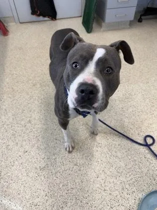 An adult large-sized female Mixed Breed dog named Wrench for adoption in Lafayette, IN