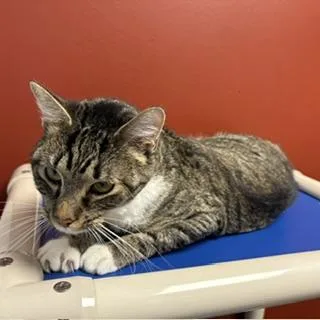 A young medium-sized female Domestic Short Hair cat named Caroline for adoption in Janesville, WI