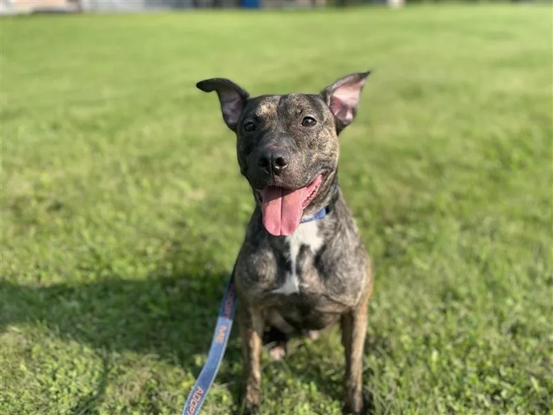 A young large-sized male Pit Bull Terrier dog named Remi Blue for adoption in Gloversville, NY