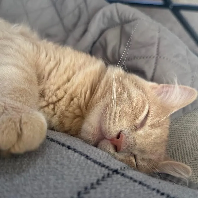 A young small-sized male Orange / Red Domestic Medium Hair cat named Gustaf C for adoption in Princeton, MN