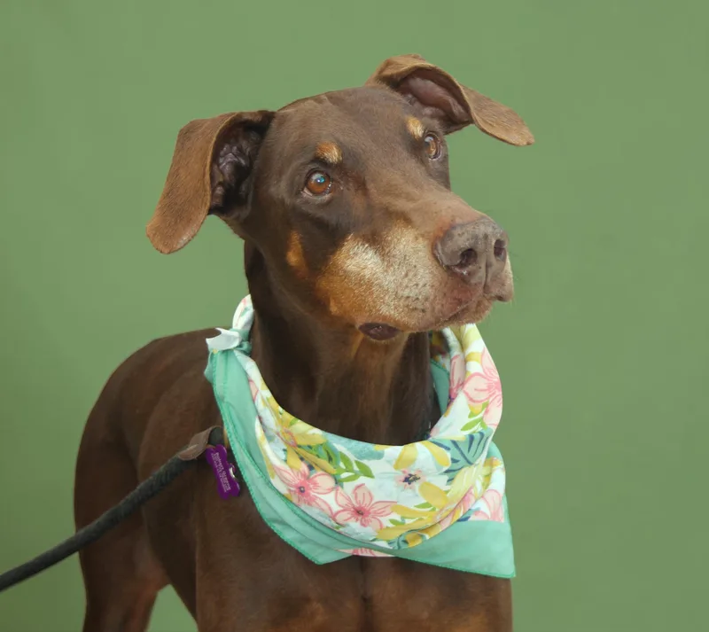 A senior large-sized female Red / Chestnut / Orange Doberman Pinscher dog named Darla for adoption in Ventura, CA
