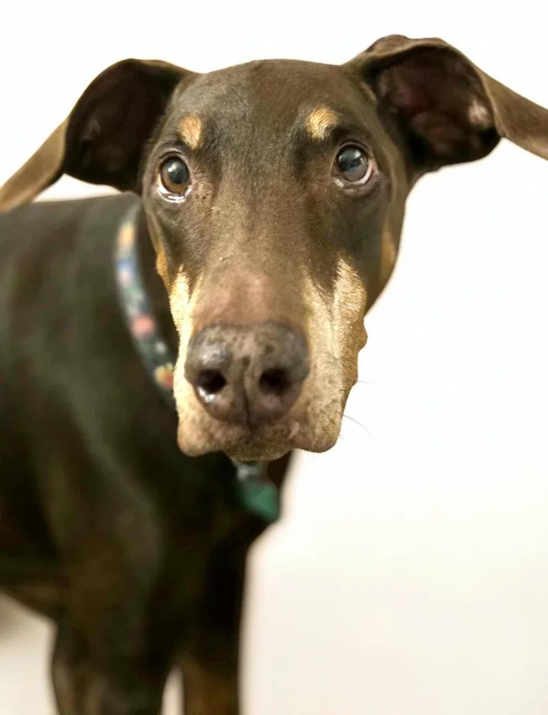 Darla thumbnail 3