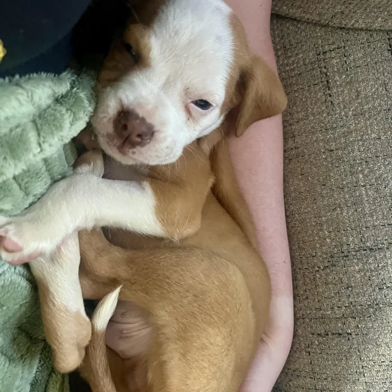 A baby medium-sized male White / Cream Terrier dog named Zipper for adoption in Rock Hill, SC