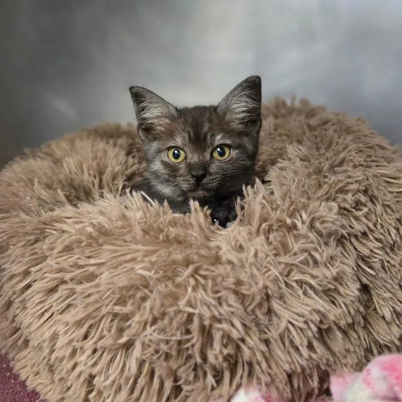 A baby small-sized female Smoke Domestic Medium Hair cat named Redoo for adoption in San Jacinto, CA
