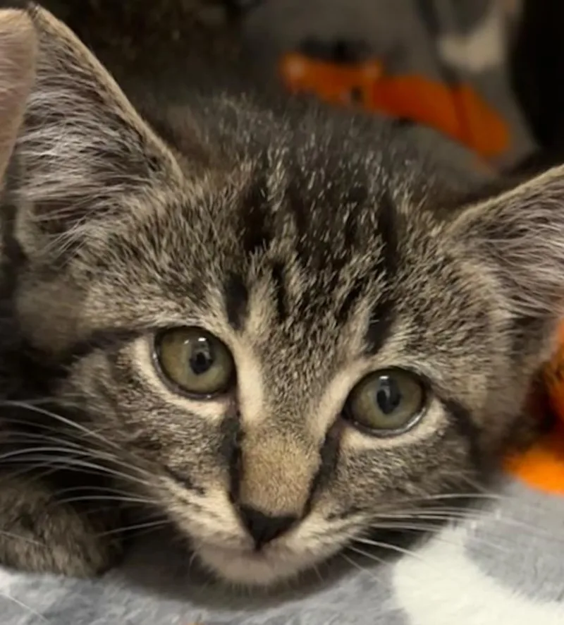 A baby small-sized female Domestic Short Hair cat named Sally for adoption in Elizabethton, TN
