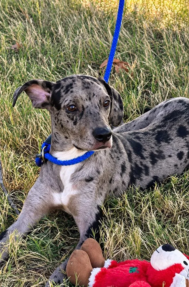 A baby medium-sized male Merle (Blue) Catahoula Leopard Dog dog named Merlin for adoption in Horn Lake, MS