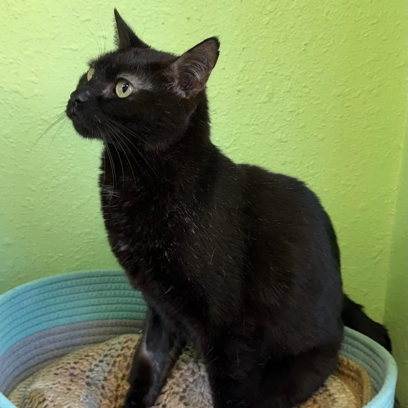A senior medium-sized male Black Domestic Short Hair cat named Miko for adoption in Spokane, WA