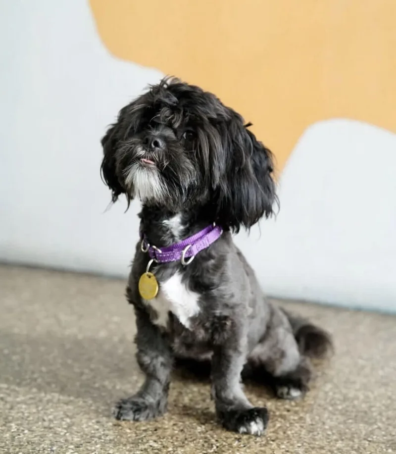 A young small-sized male Shih Tzu dog named Chomps for adoption in Pasadena, CA
