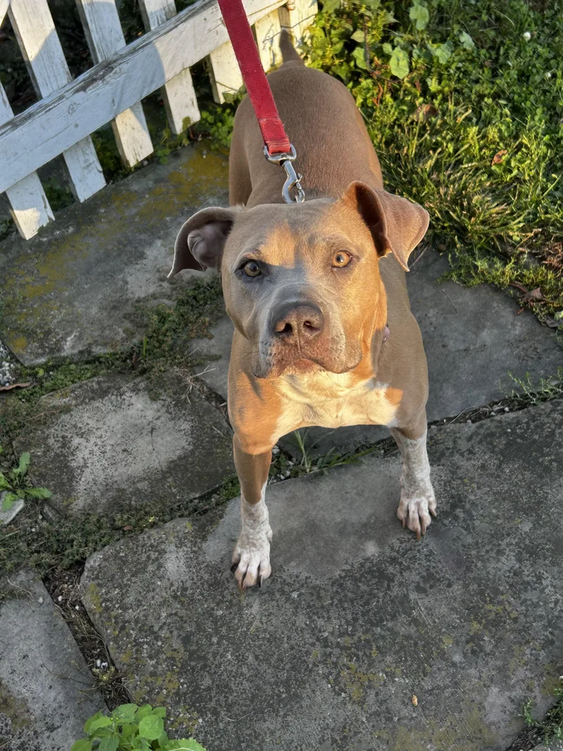 A young medium-sized female Bicolor German Shorthaired Pointer dog named Junie B for adoption in Ottawa, OH