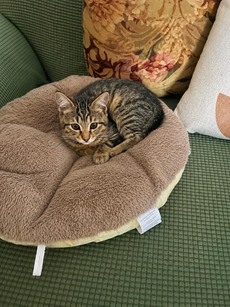 A baby small-sized female Domestic Short Hair cat named Jojo for adoption in Rio Linda, CA