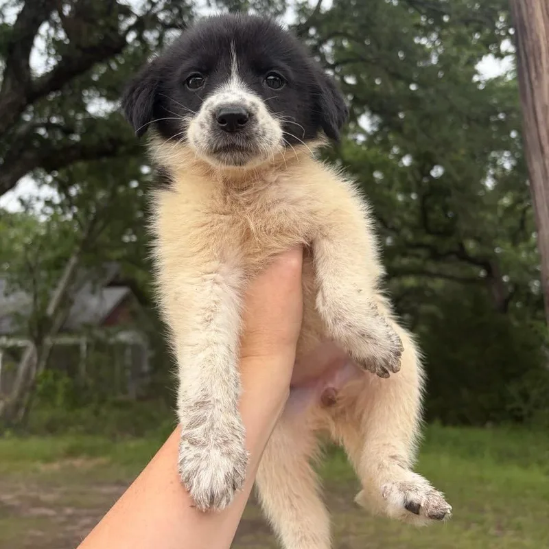 A baby small-sized female White / Cream Great Pyrenees dog named Noodle for adoption in Waco, TX