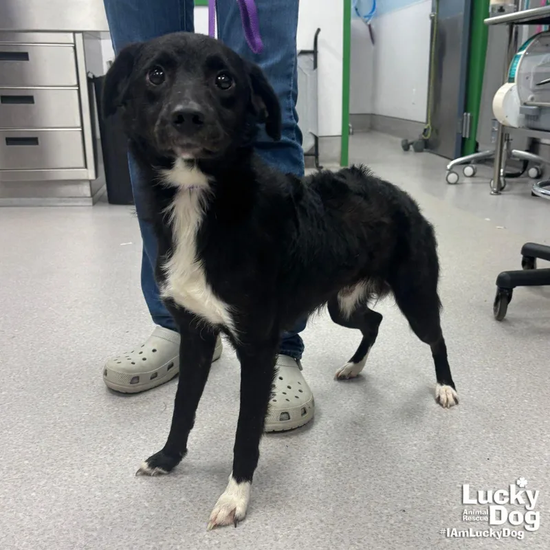 A young small-sized male Spaniel dog named Bass for adoption in Washington, DC