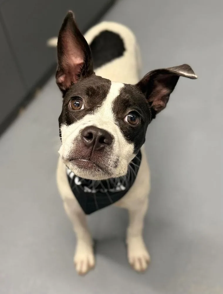 A young medium-sized female Staffordshire Bull Terrier dog named MooMoo for adoption in Sedalia, CO