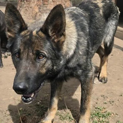 An adult large-sized female German Shepherd Dog dog named Lizzy for adoption in Klamath Falls, OR