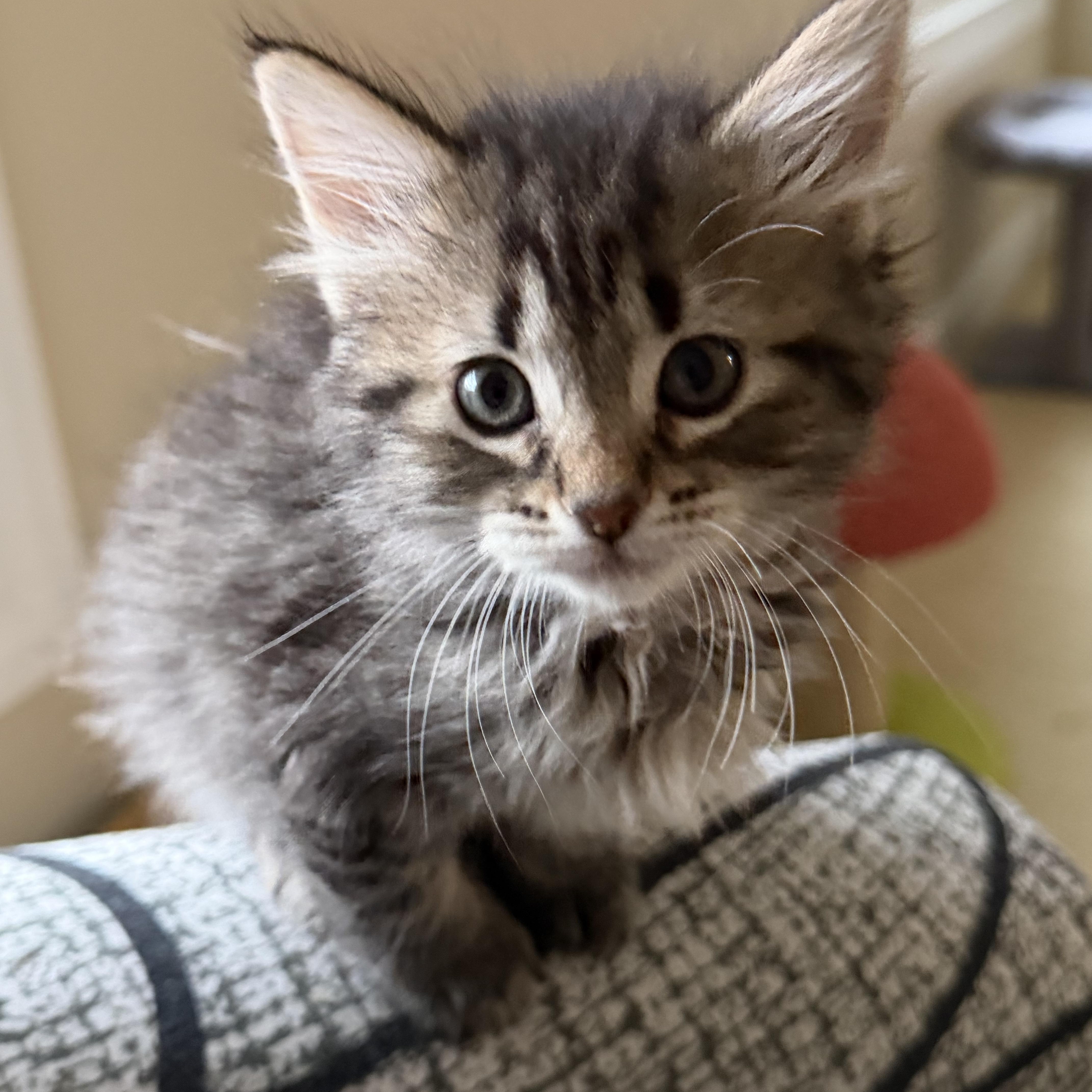 Sapphire thumbnail 2