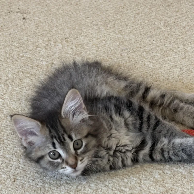 Sapphire thumbnail 3