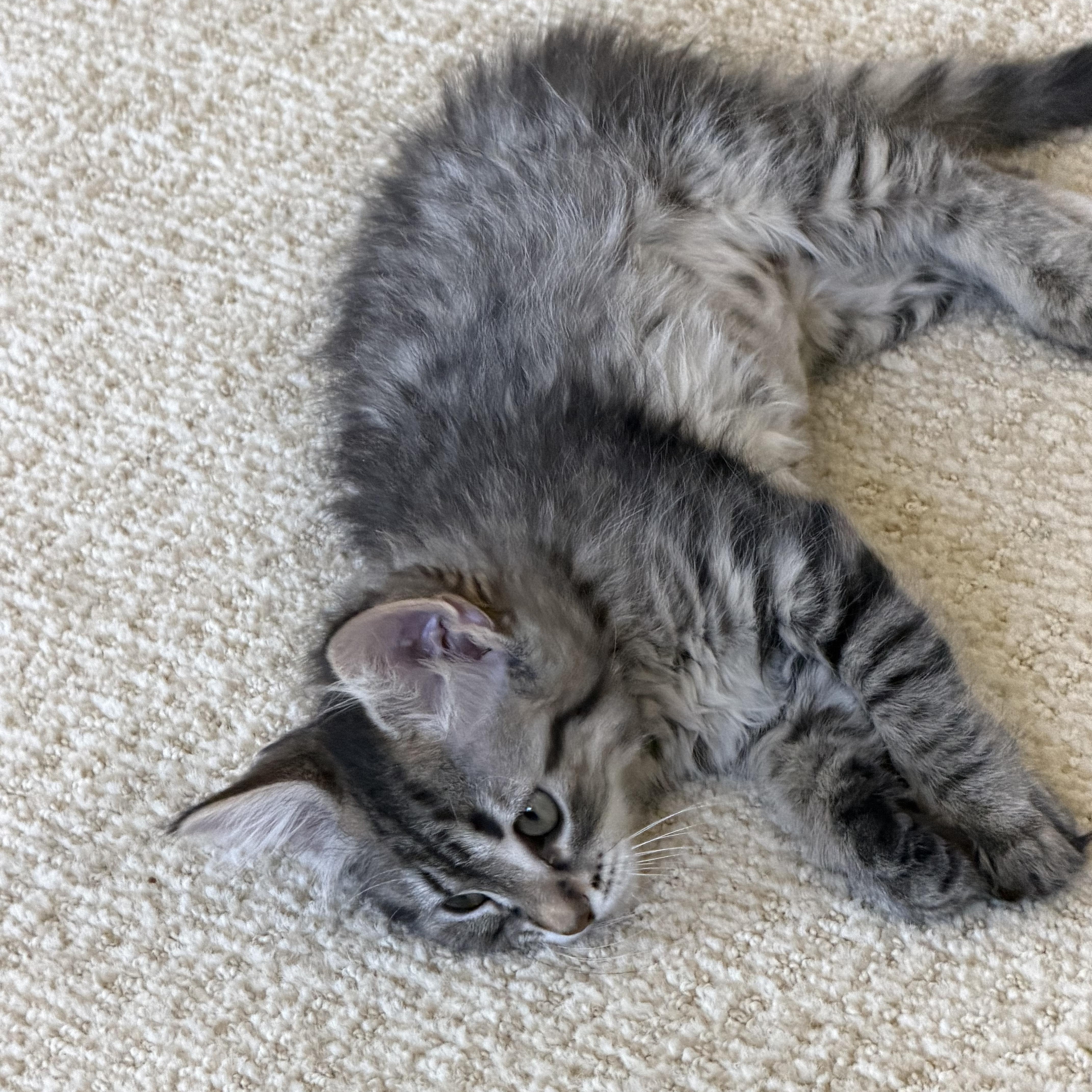 Sapphire thumbnail 4