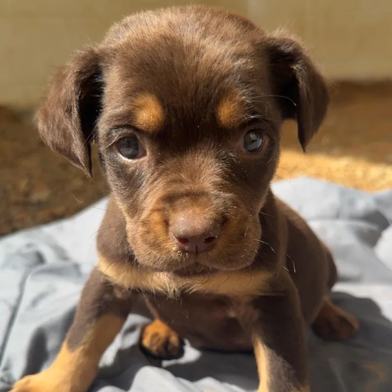 Farfalle thumbnail 2