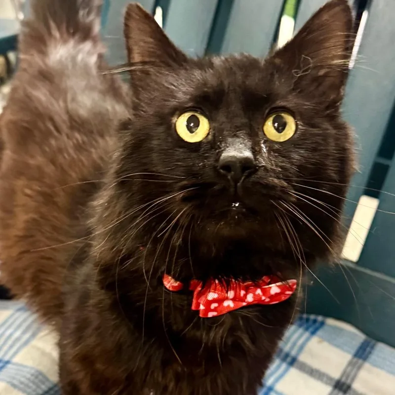 An adult large-sized male Black Domestic Long Hair cat named Henry for adoption in Lakeland, FL