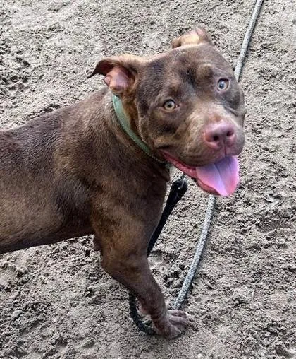 A young medium-sized female Mixed Breed dog named Simone for adoption in Savannah, GA