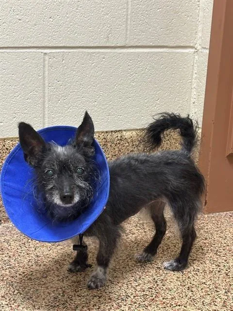 A senior small-sized female Chihuahua dog named Pea for adoption in Springfield, MA