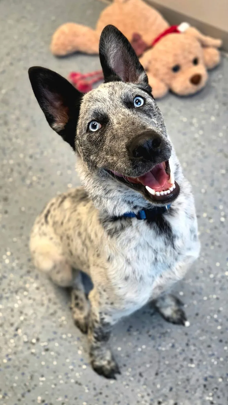 An adult medium-sized male Australian Cattle Dog / Blue Heeler dog named Alex for adoption in Yankton, SD