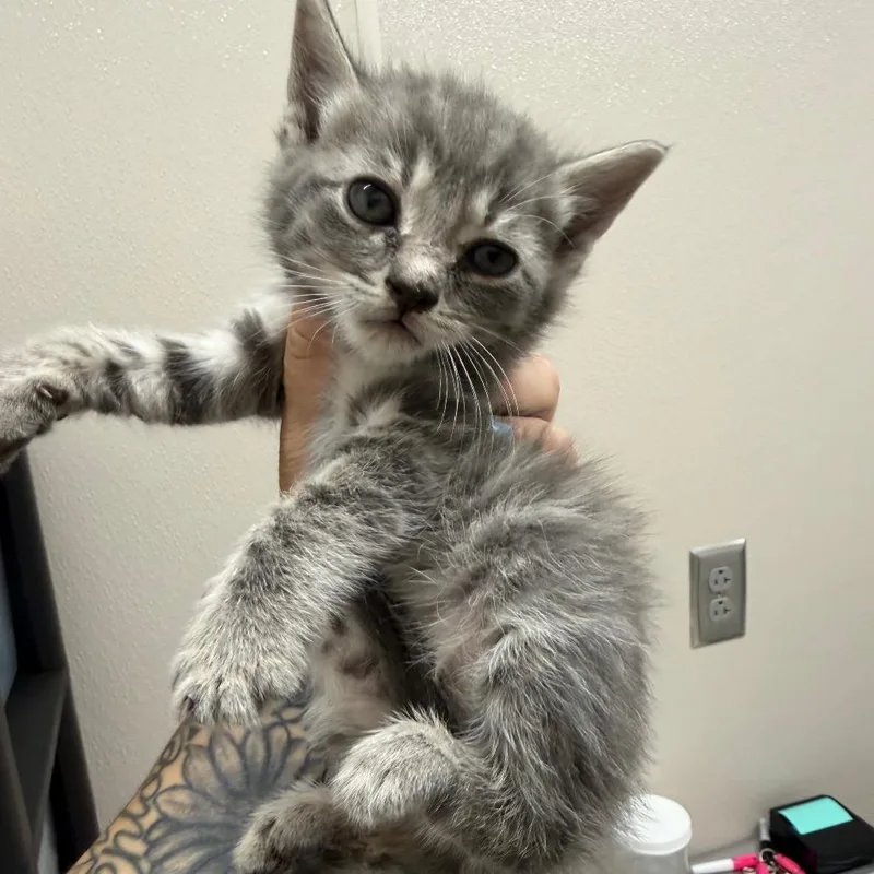 A baby small-sized male Gray / Blue / Silver Domestic Short Hair cat named Scratcharoni for adoption in Morganton, NC