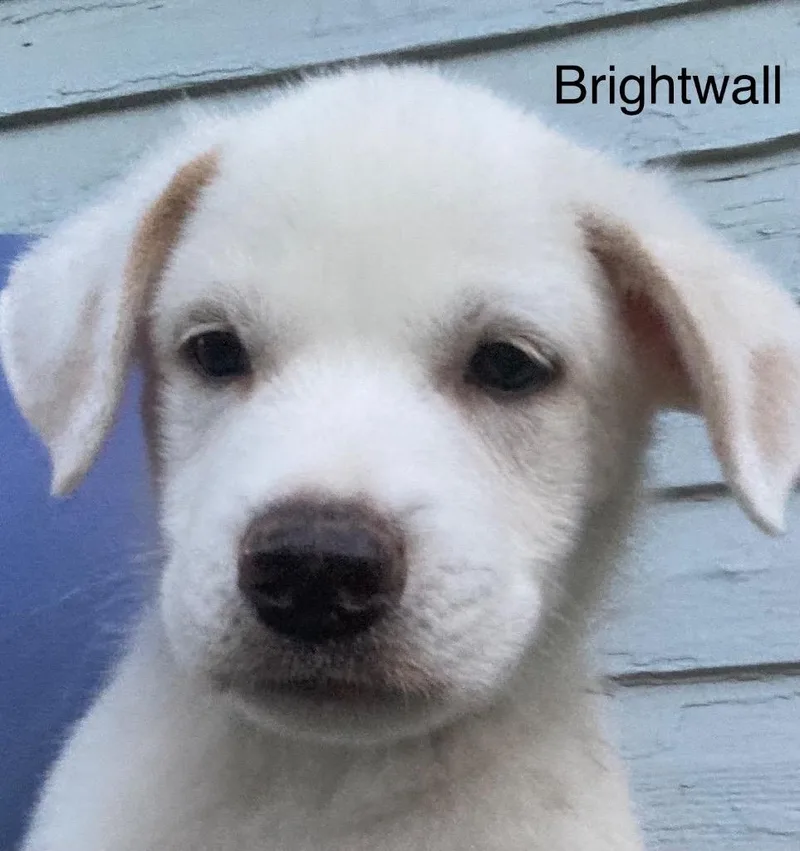 A baby medium-sized male Australian Cattle Dog / Blue Heeler dog named Brightwell for adoption in Fort Lupton, CO