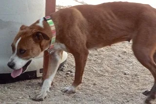 Vanilla Wafersweet Young Lady