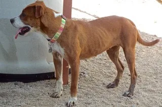 Vanilla Wafersweet Young Lady thumbnail 2