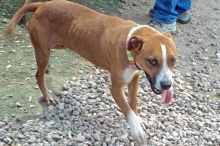 Vanilla Wafersweet Young Lady thumbnail 3