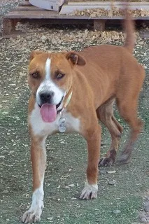 Vanilla Wafersweet Young Lady thumbnail 4