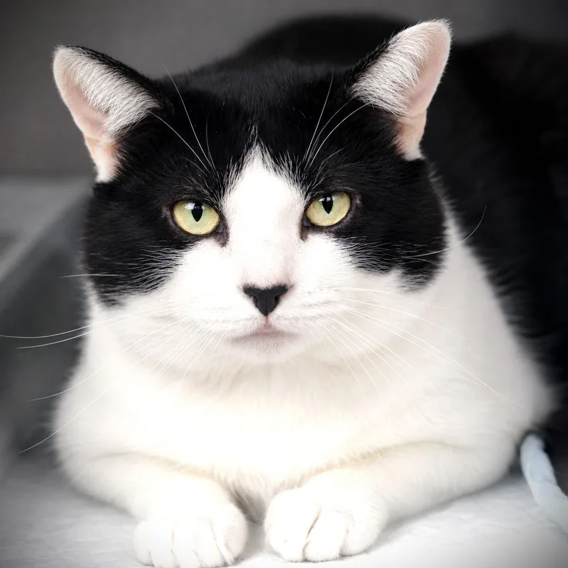 An adult large-sized male Black & White / Tuxedo Domestic Short Hair cat named December for adoption in Amsterdam, NY