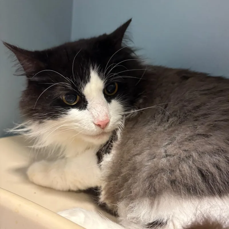 A senior extra large-sized male Black Domestic Medium Hair cat named Flutt for adoption in Chattanooga, TN