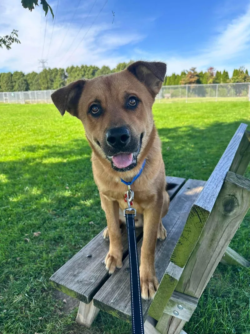 A young large-sized male Shepherd dog named Dale for adoption in Valparaiso, IN