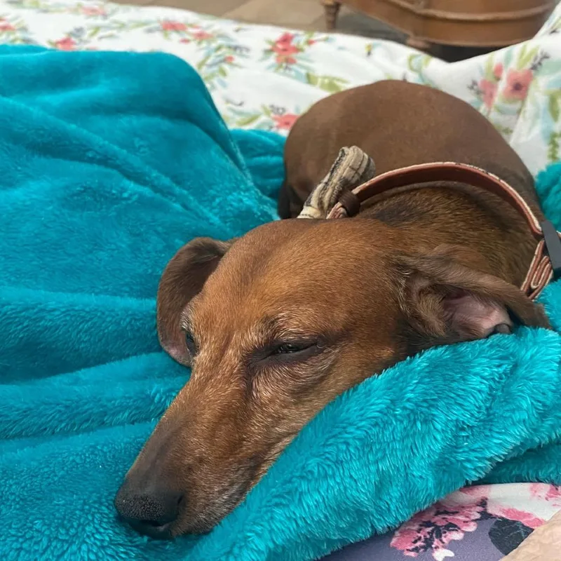 A senior small-sized male Dachshund dog named George for adoption in Las Vegas, NV