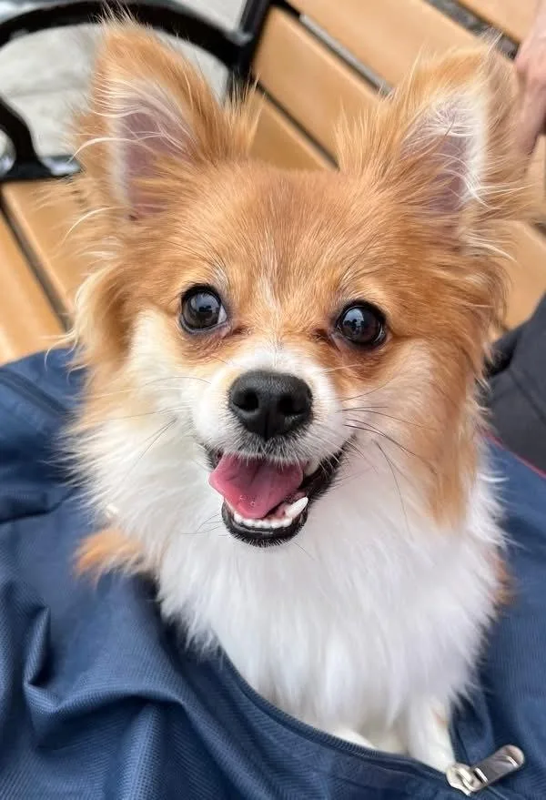 A baby small-sized female White / Cream Mixed Breed dog named Topanga for adoption in New York, NY