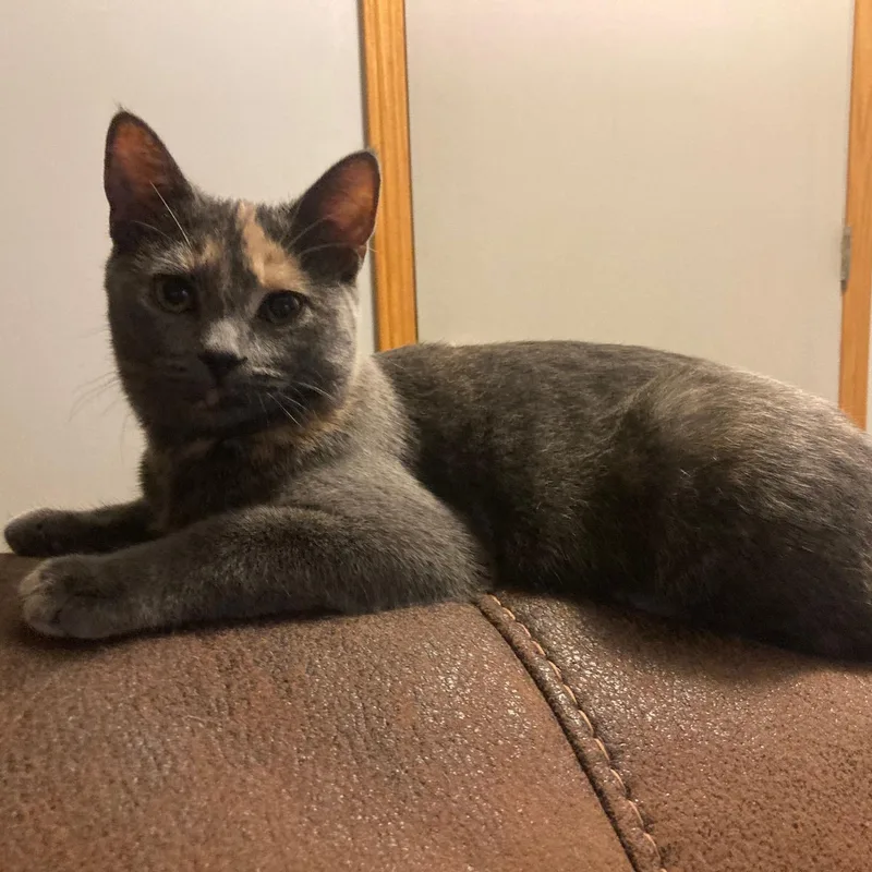 A young medium-sized female Dilute Tortoiseshell Domestic Short Hair cat named The Bandon Banshee for adoption in Lake Orion, MI