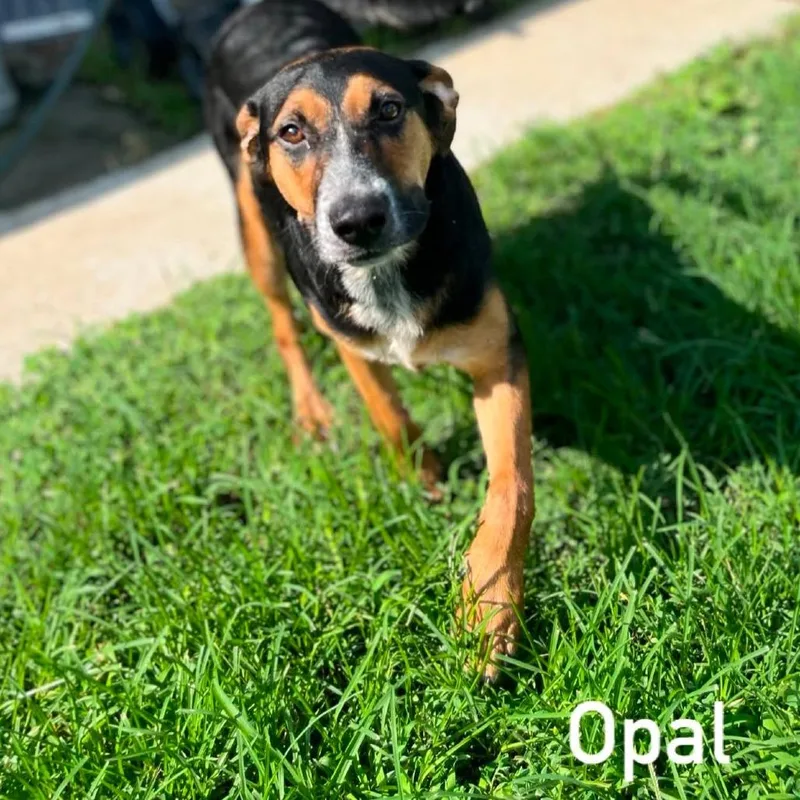 An adult medium-sized female Hound dog named Opal for adoption in Bedford, NH