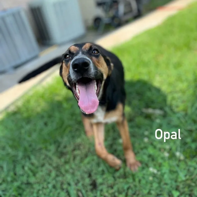 Opal thumbnail 3