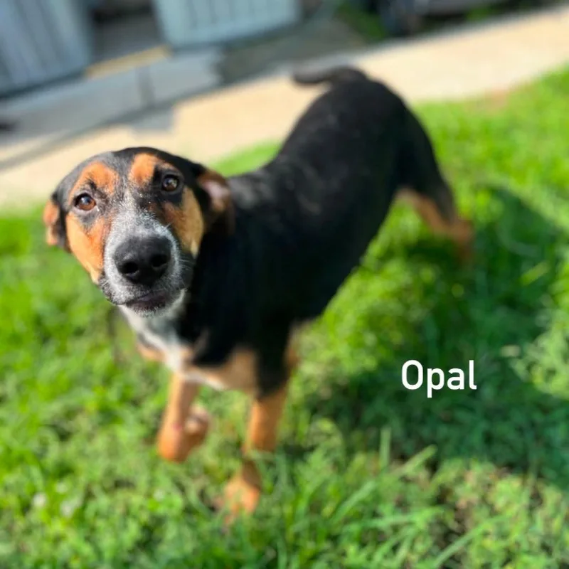 Opal thumbnail 4