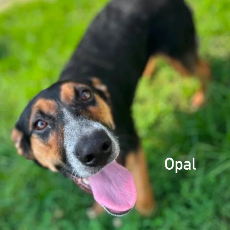 Opal thumbnail 5