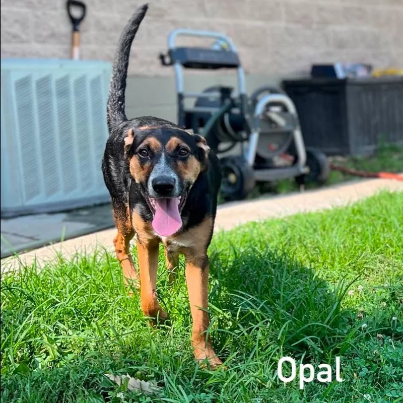 Opal thumbnail 6
