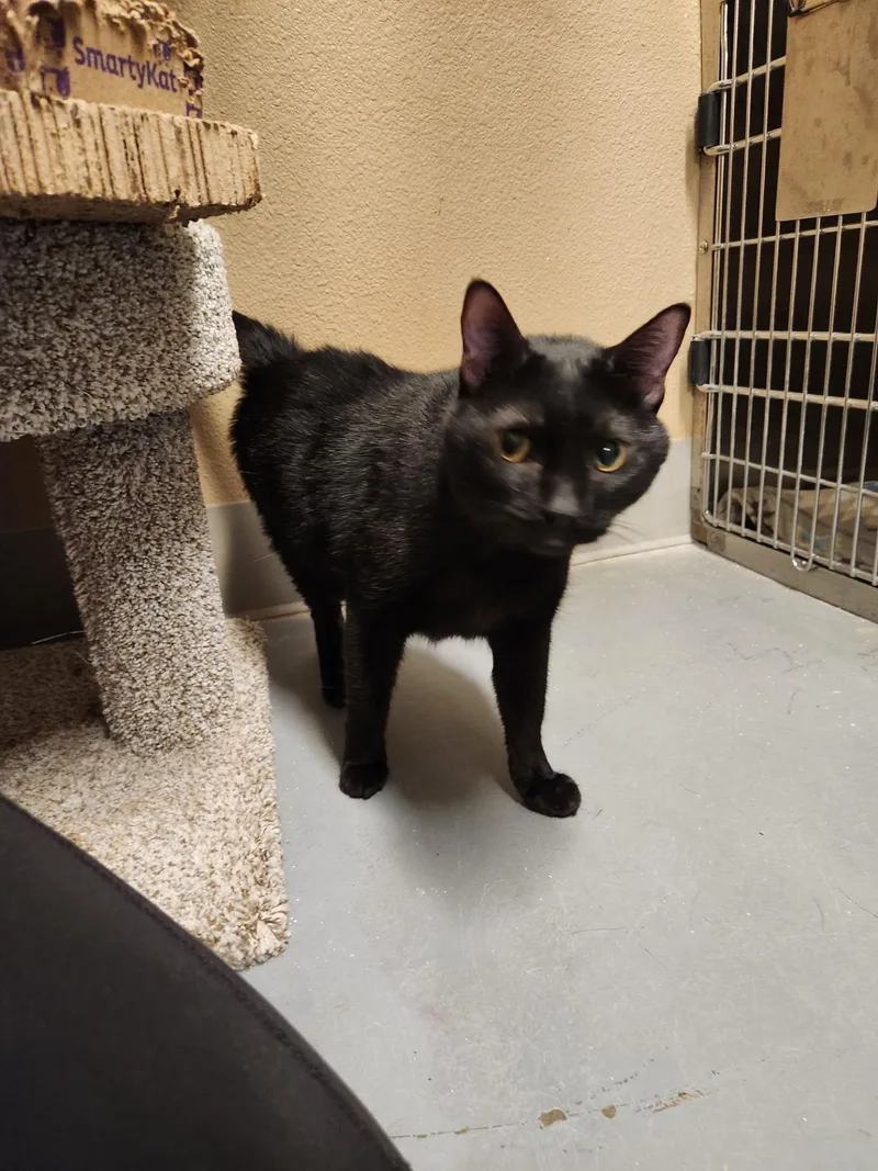 An adult medium-sized male Domestic Short Hair cat named Salem for adoption in Truth or Consequences , NM