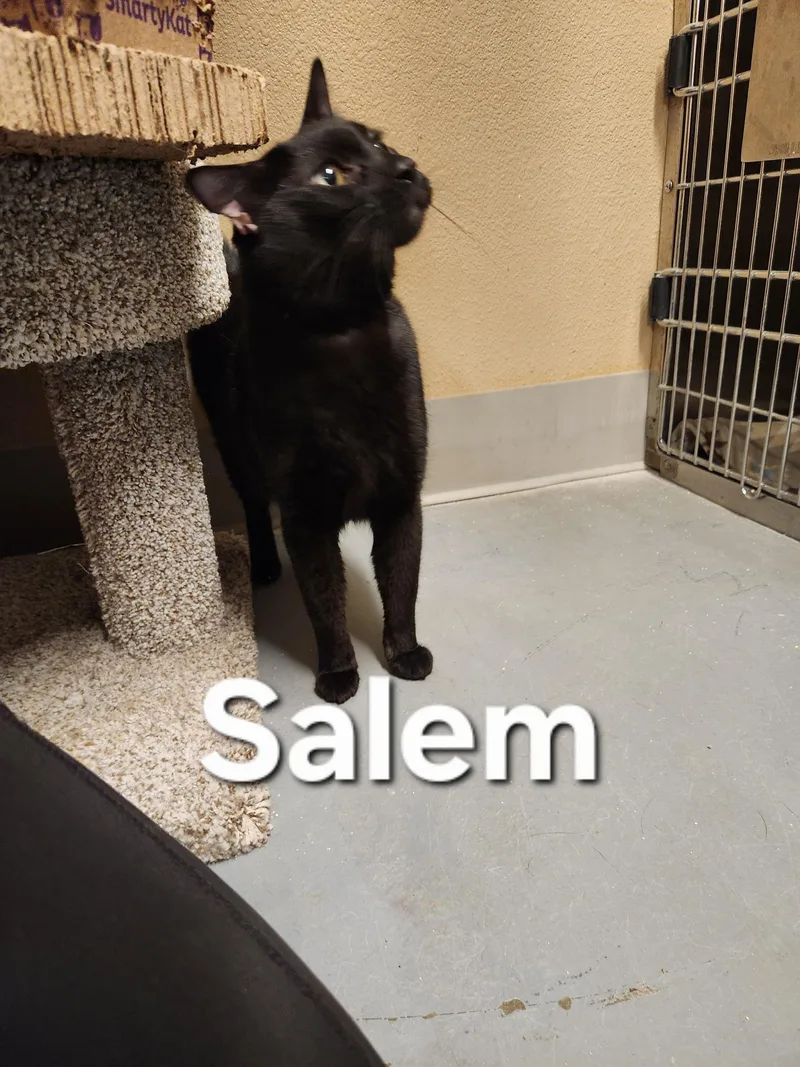 Salem thumbnail 2