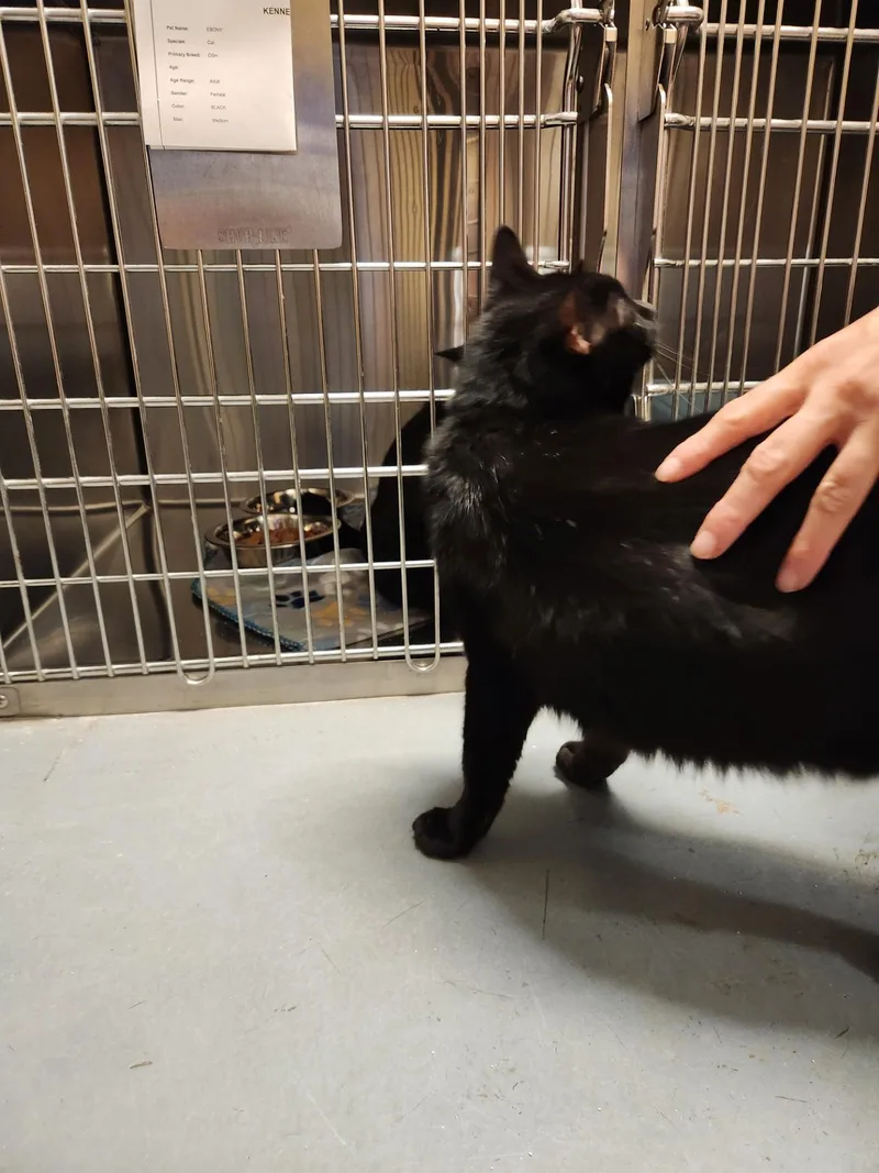 Salem thumbnail 4
