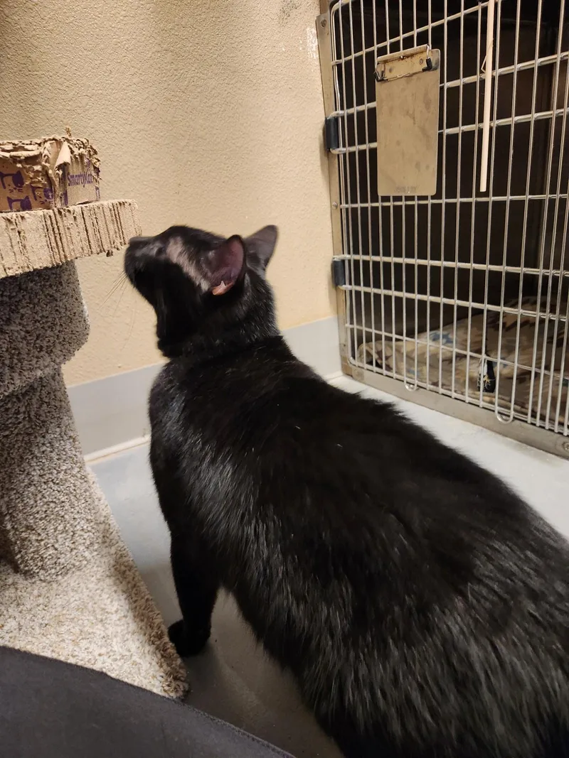 Salem thumbnail 5
