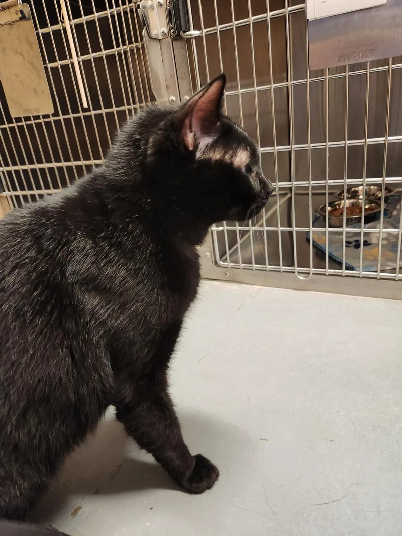 Salem thumbnail 6