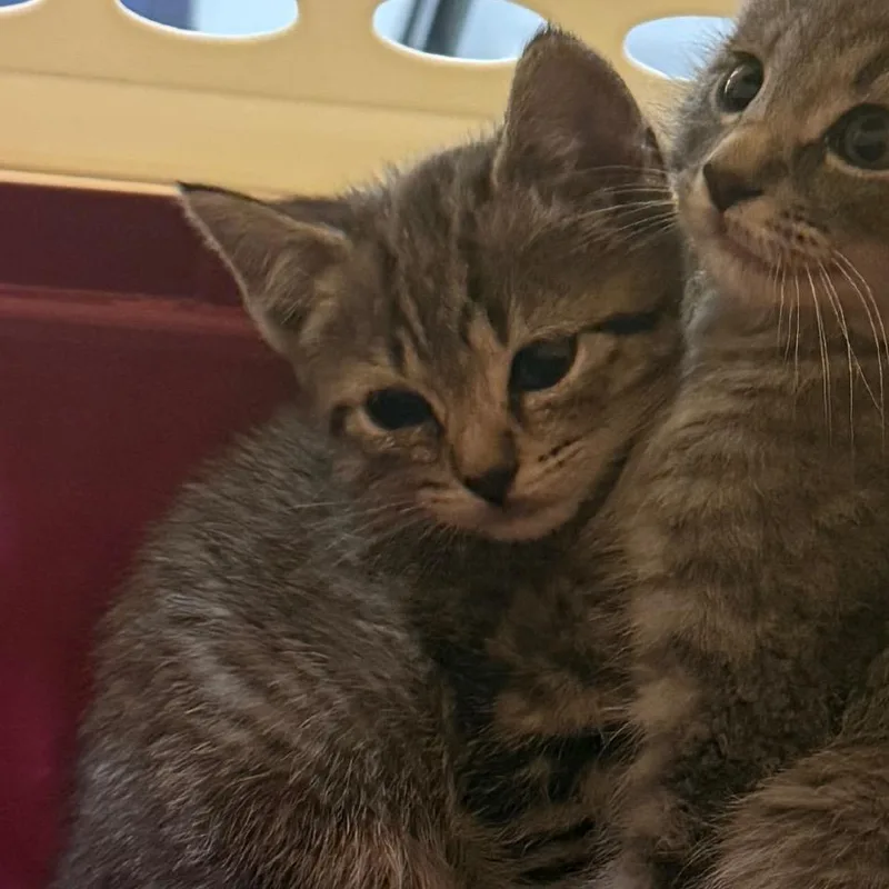 A baby small-sized female Brown / Chocolate Domestic Short Hair cat named Cashew for adoption in Charlottesville, VA